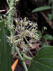 Smilax riparia