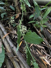 Smilax riparia