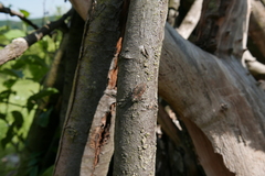 Chrysobothris affinis