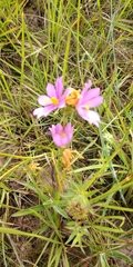 Sabatia gentianoides