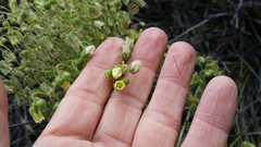 Emmenanthe penduliflora penduliflora