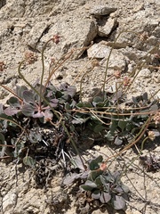 Eriogonum latens