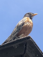 Turdus migratorius