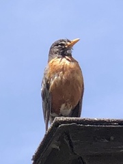 Turdus migratorius