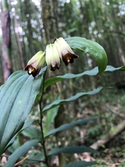 Disporum kawakamii