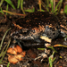 Tyler's Toadlet - Photo (c) Matt, some rights reserved (CC BY)