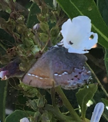 Callophrys muiri