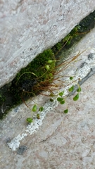 Bryopsida