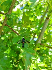 Synanthedon myopaeformis