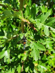 Synanthedon myopaeformis