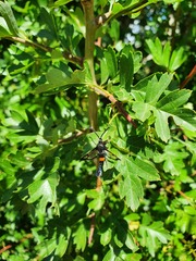 Synanthedon myopaeformis