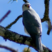 Grey Goshawk - Photo (c) David Cook, some rights reserved (CC BY-NC)