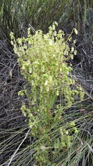Emmenanthe penduliflora penduliflora