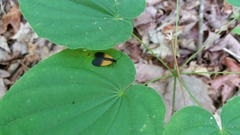 Pyromorpha dimidiata