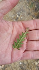 Emmenanthe penduliflora penduliflora