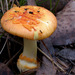 Vermilion Amanita - Photo (c) Boobook48, some rights reserved (CC BY-NC-SA)