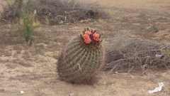 Ferocactus emoryi emoryi