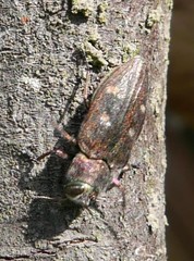 Chrysobothris affinis
