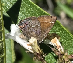 Callophrys muiri