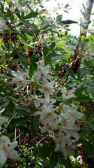 Rhododendron arborescens