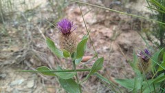 Centaurea pectinata