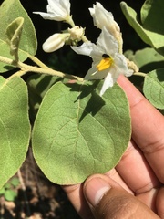 Solanum torvum