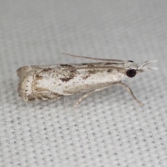 Microcrambus kimballi
