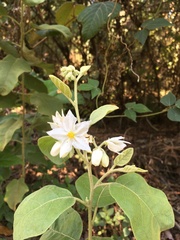 Solanum torvum