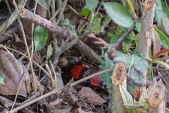 Lampropeltis abnorma