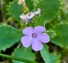 Primula marginata
