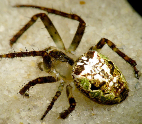 Spiders of Tasmania · iNaturalist