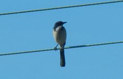 Aphelocoma californica