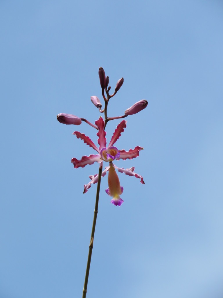 Myrmecophila tibicinis