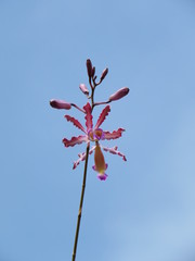 Myrmecophila tibicinis