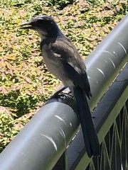 Aphelocoma californica