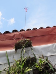 Myrmecophila tibicinis