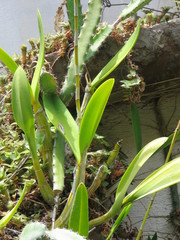 Myrmecophila tibicinis