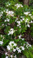 Rhododendron arborescens