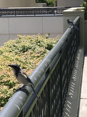 Aphelocoma californica