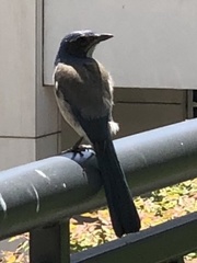 Aphelocoma californica