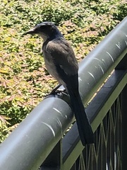 Aphelocoma californica