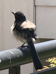 Aphelocoma californica