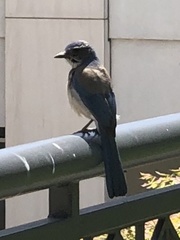 Aphelocoma californica