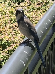 Aphelocoma californica