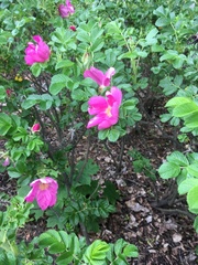 Rosa rugosa