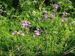 Hesperis matronalis