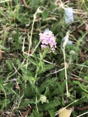 Achillea millefolium