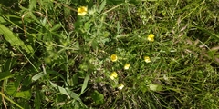 Potentilla tobolensis