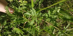 Potentilla tobolensis