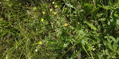 Potentilla tobolensis